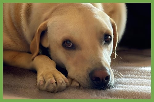 TACO - Labrador Retriever / Shepherd available for adoption