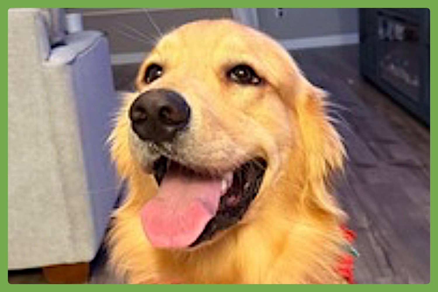 CHARLIE - Golden Retriever available for adoption