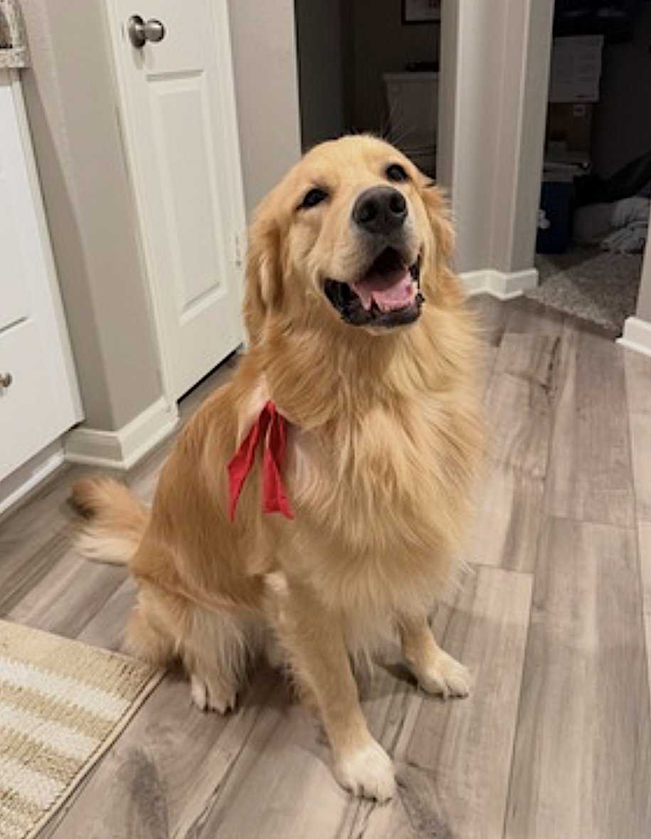 CHARLIE - Golden Retriever available for adoption