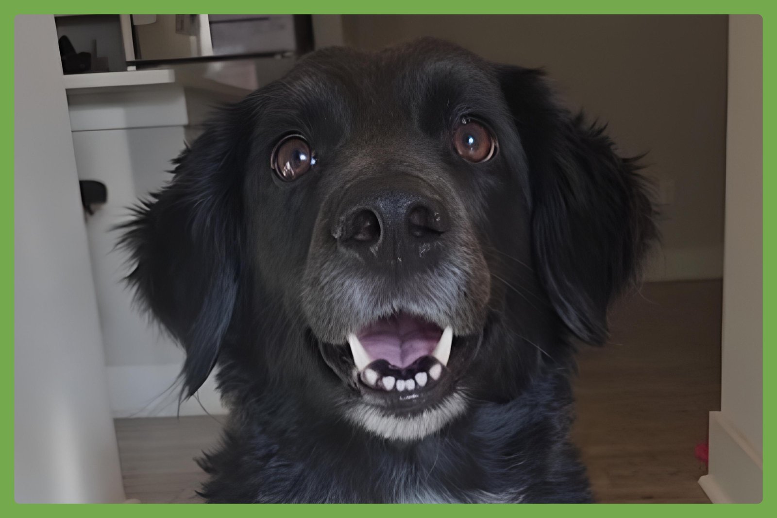 CACAO - Golden Retriever / Labrador Retriever available for adoption