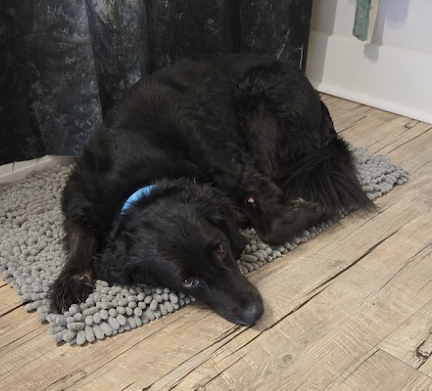 CACAO - Golden Retriever / Labrador Retriever available for adoption