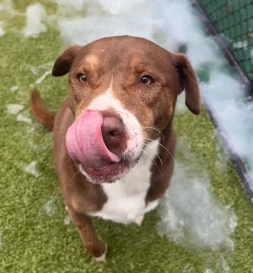 MO - Chesapeake Bay Retriever / American Pit Bull Terrier available for adoption
