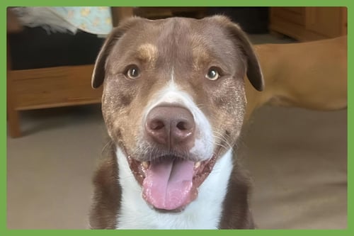 MO - Chesapeake Bay Retriever / American Pit Bull Terrier available for adoption