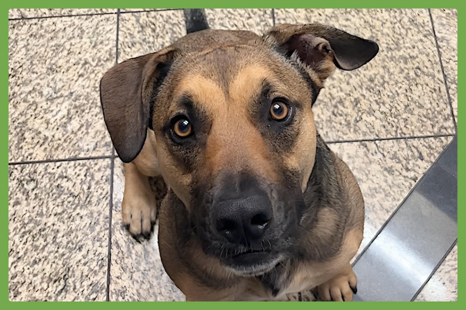 BEAR - German Shepherd Dog / Hound available for adoption