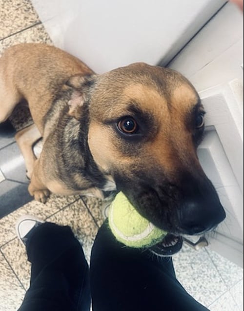 BEAR - German Shepherd Dog / Hound available for adoption