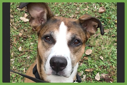 AUGUSTA - American Pit Bull Terrier / German Shepherd Dog available for adoption