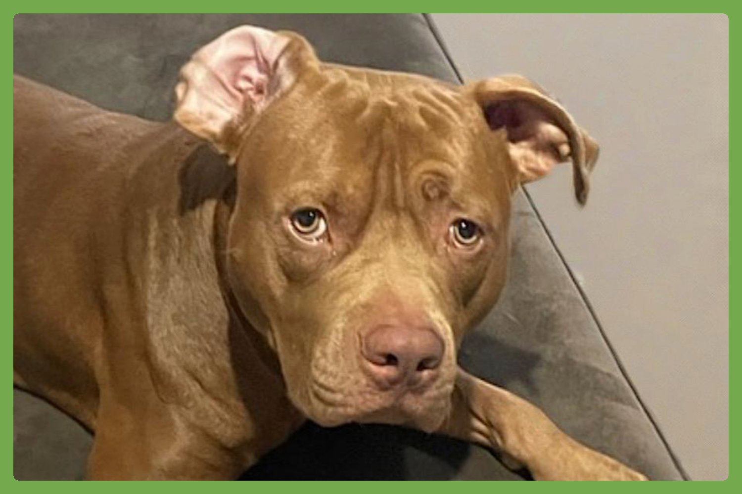 TUCKER - American Pit Bull Terrier / American Staffordshire Terrier available for adoption