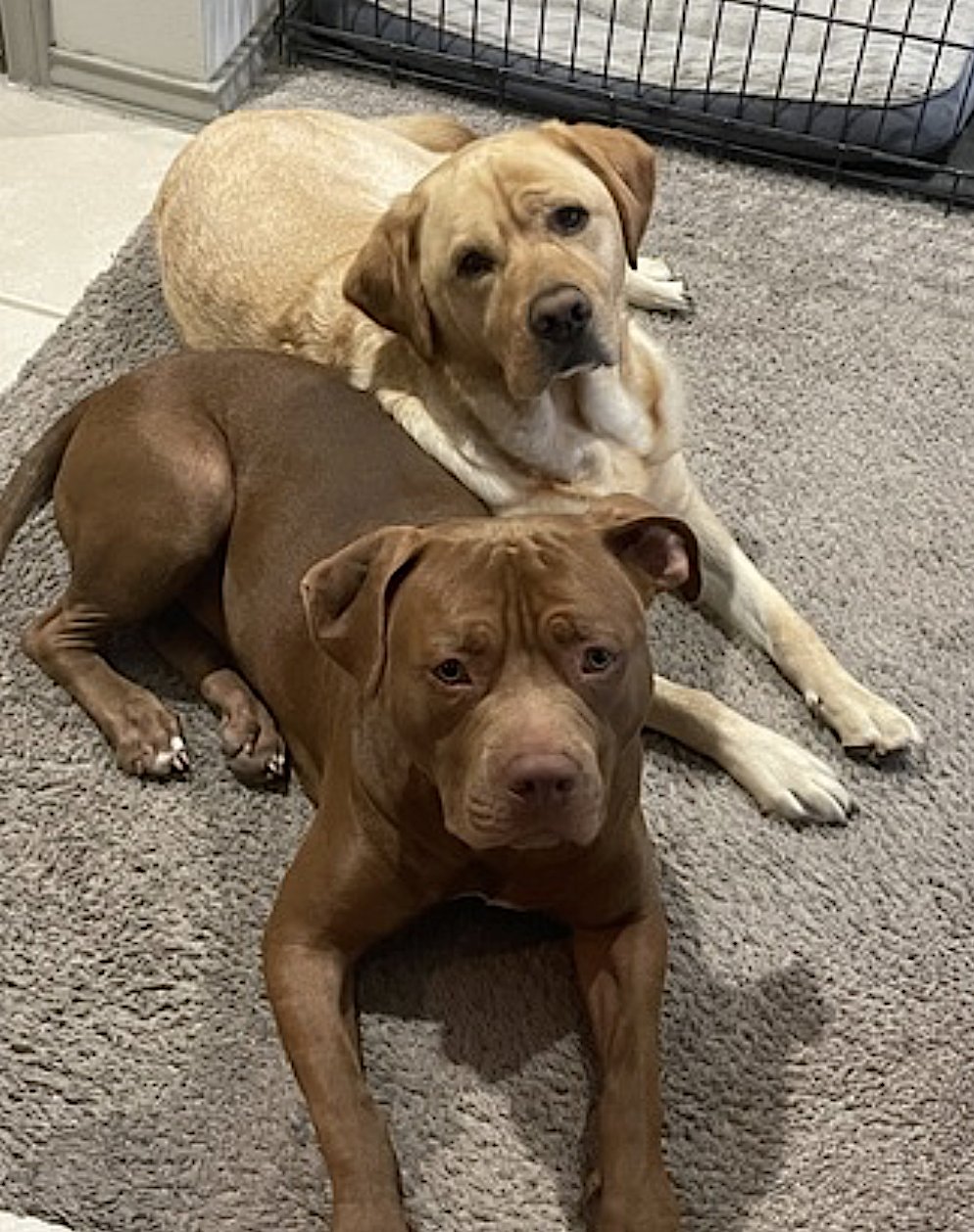 TUCKER - American Pit Bull Terrier / American Staffordshire Terrier available for adoption