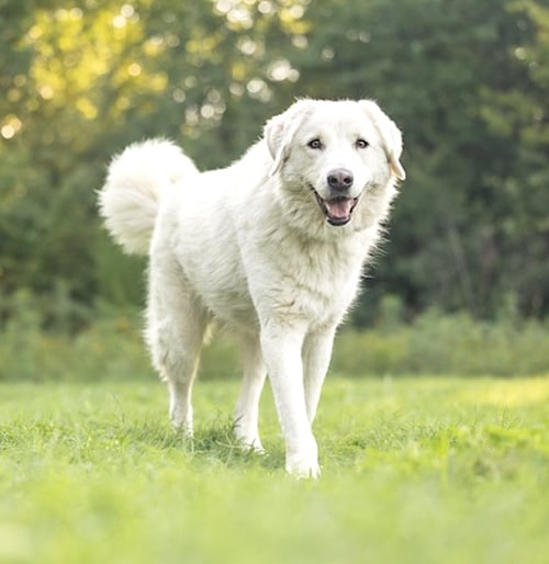 BEAR - Great Pyrenees / Golden Retriever available for adoption