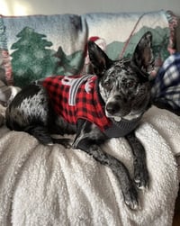Jasper - Photo 2