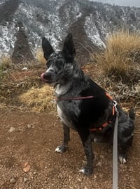 Jasper - Photo 4