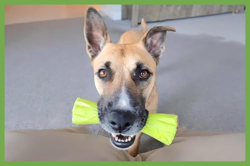 SAGE - German Shepherd Dog / Siberian Husky available for adoption