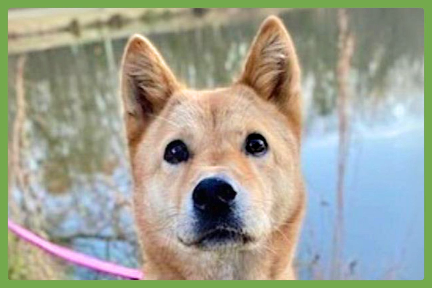 MOXIE - Jindo (Korean) available for adoption