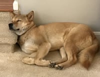 Moxie - Photo 10