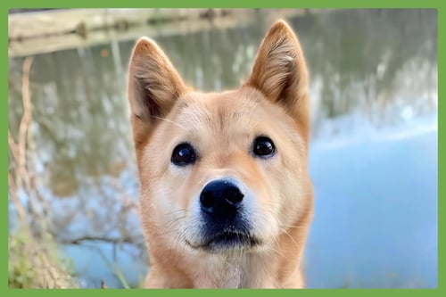 MOXIE - Jindo (Korean) available for adoption