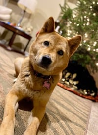 Moxie - Photo 6