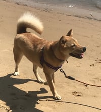 Moxie - Photo 5