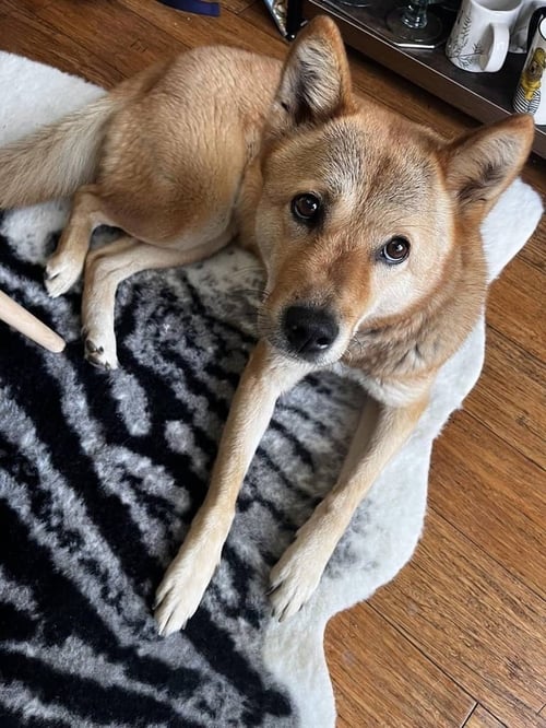 MOXIE - Jindo (Korean) available for adoption