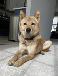 Moxie - Photo 8