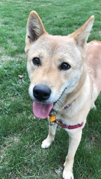 Moxie - Photo 4