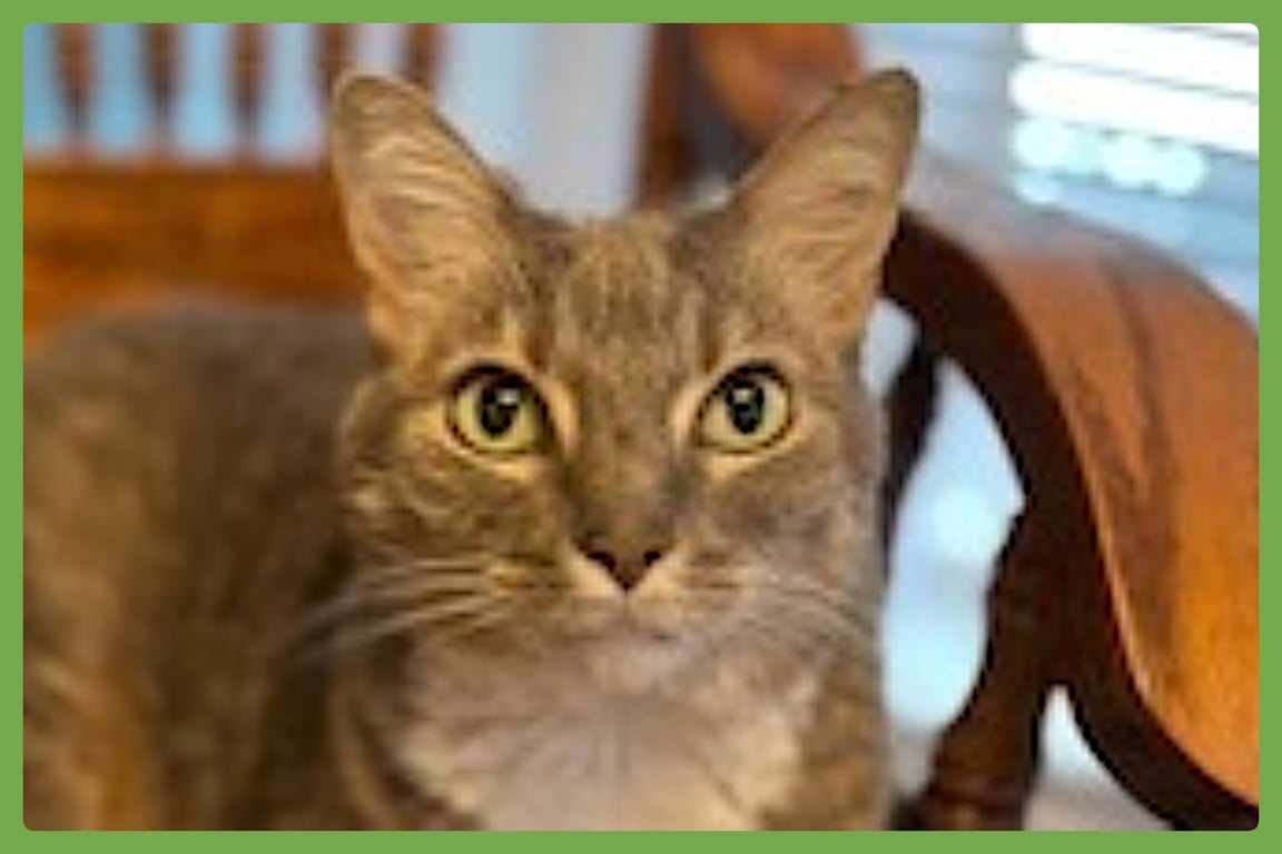 Veruca Image