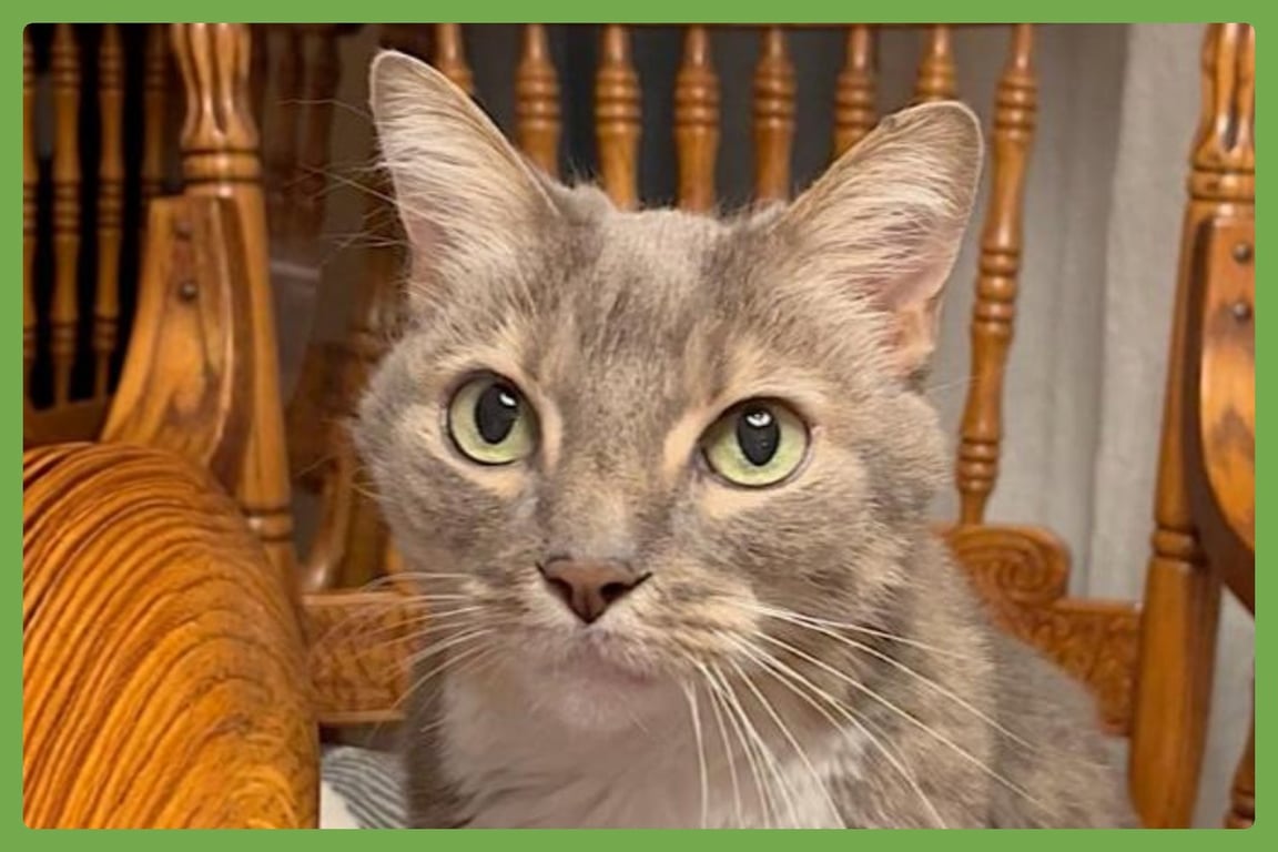 Veruca Image