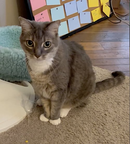 VERUCA - Domestic Short Hair available for adoption