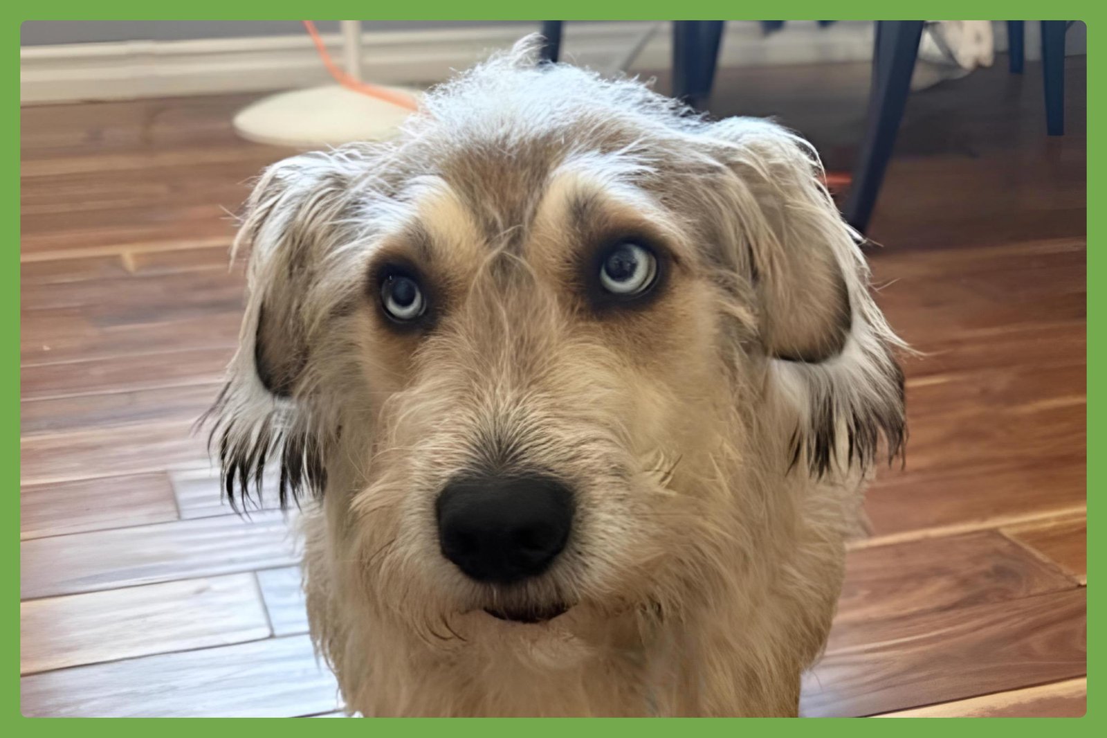 BOSSCO - Terrier / Siberian Husky available for adoption