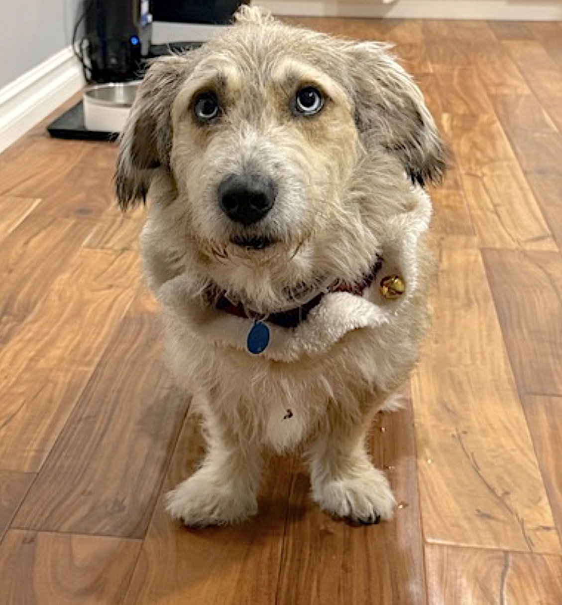 BOSSCO - Terrier / Siberian Husky available for adoption