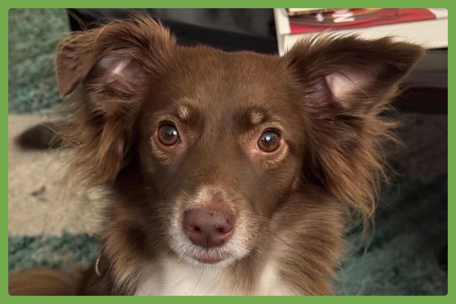 CLAIRE - Australian Shepherd / Chihuahua available for adoption