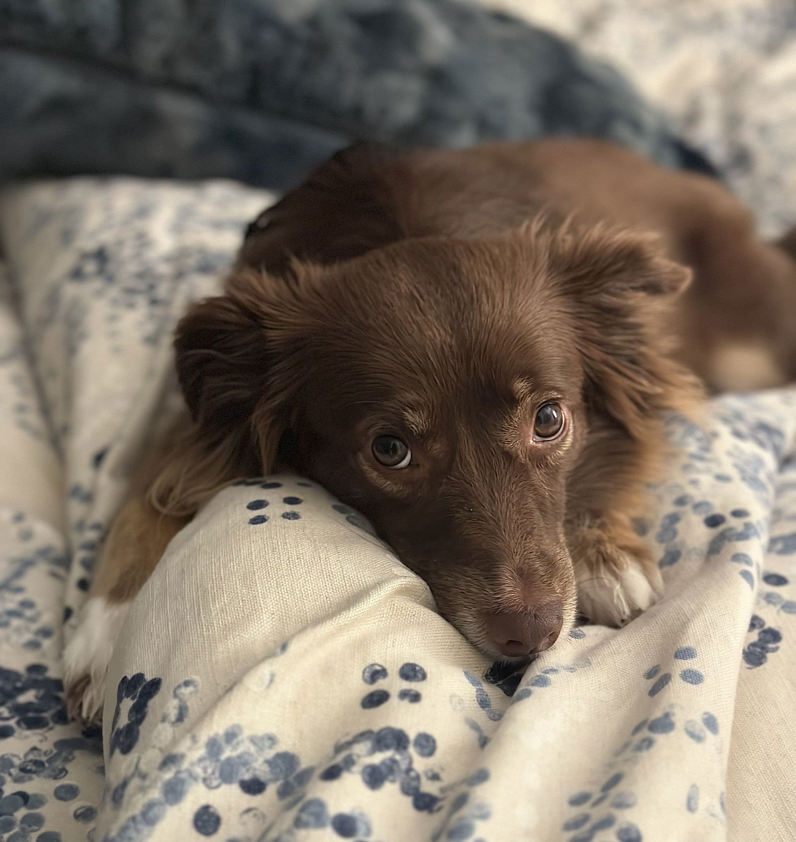 CLAIRE - Australian Shepherd / Chihuahua available for adoption