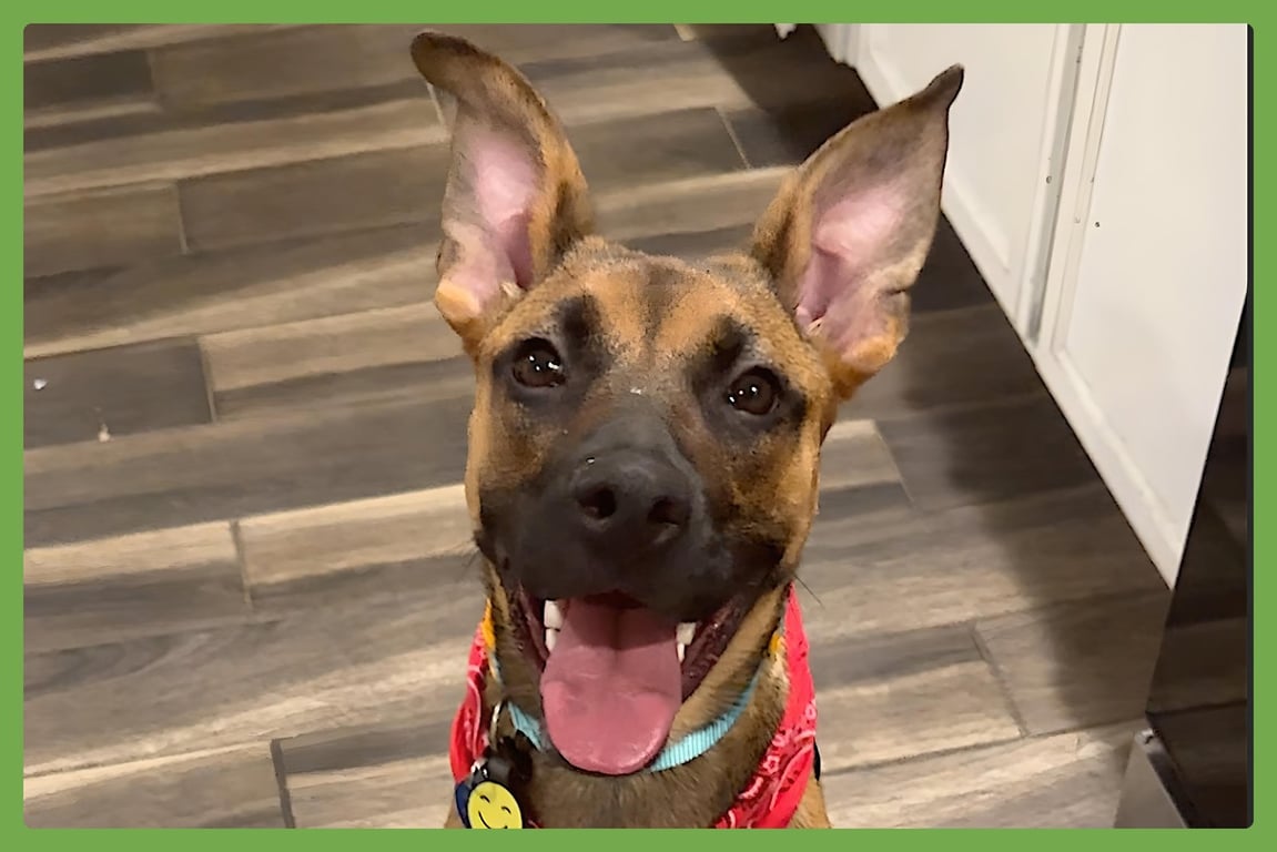 Gigi Image