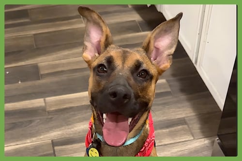 GIGI - German Shepherd Dog / Black Mouth Cur available for adoption
