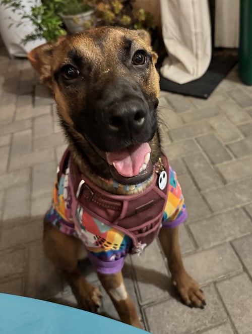 GIGI - German Shepherd Dog / Black Mouth Cur available for adoption