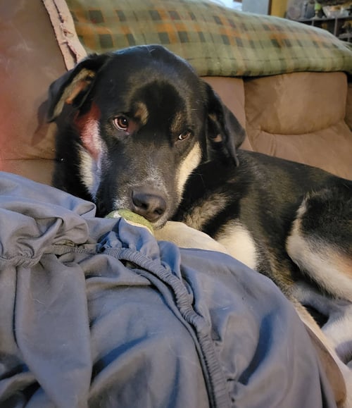 BRADACH - German Shepherd Dog / Siberian Husky available for adoption