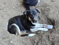 Bradach - Photo 4