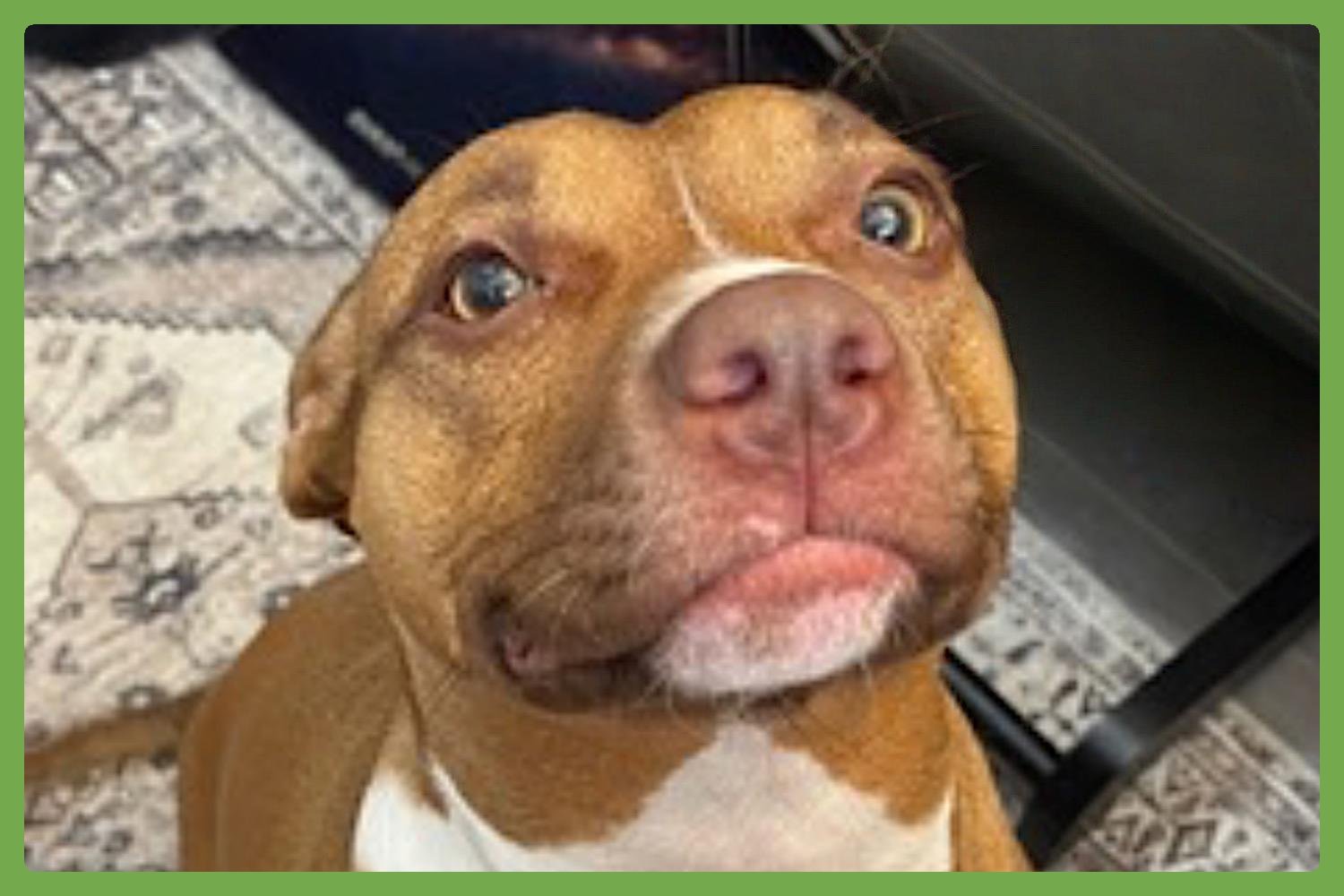 ROSE - American Pit Bull Terrier available for adoption