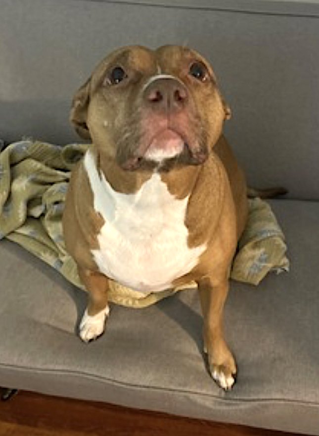 ROSE - American Pit Bull Terrier available for adoption