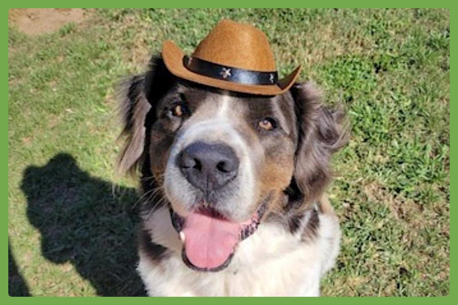 GEORGE - Great Pyrenees / Saint Bernard available for adoption