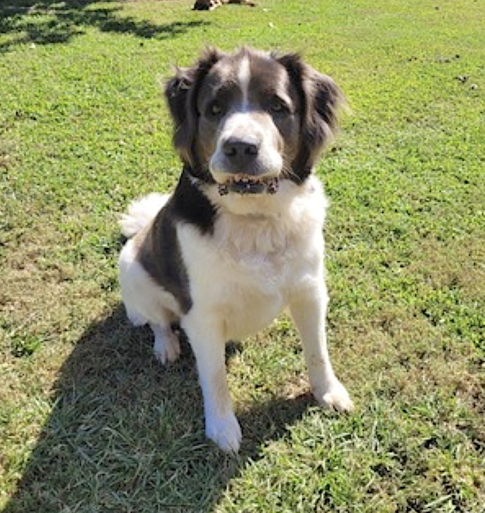 GEORGE - Great Pyrenees / Saint Bernard available for adoption