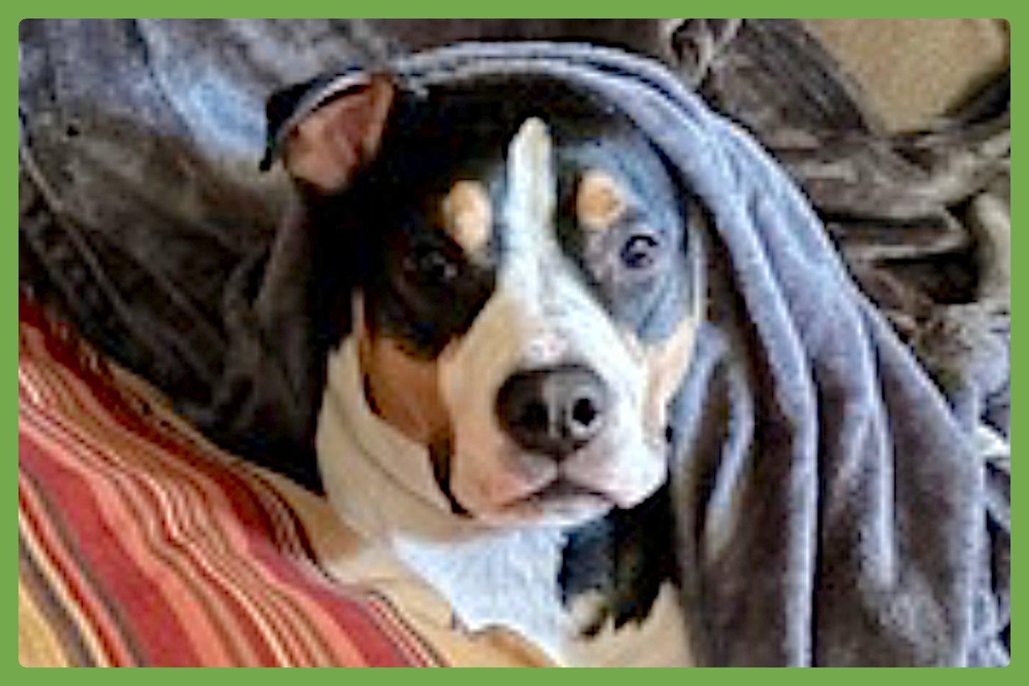 BOBO - Staffordshire Bull Terrier available for adoption