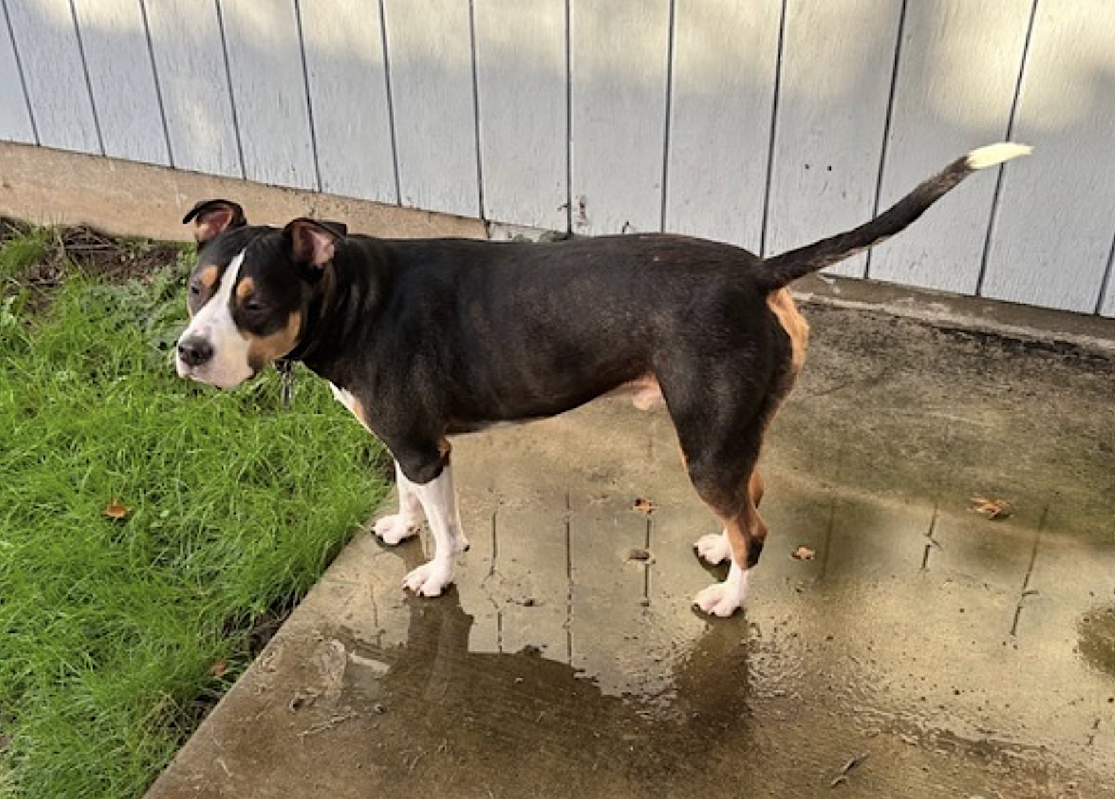 BOBO - Staffordshire Bull Terrier available for adoption