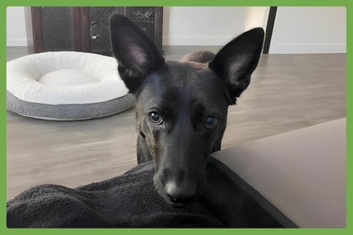 DONNA - German Shepherd Dog / Dutch Shepherd available for adoption