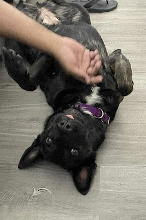 DONNA - German Shepherd Dog / Dutch Shepherd available for adoption