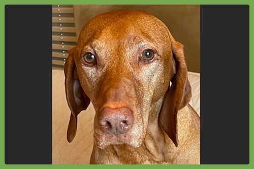 HARRISON - Vizsla available for adoption