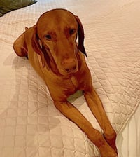 Harrison - Photo 4