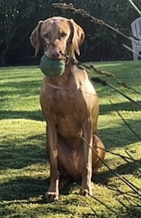 Harrison - Photo 10