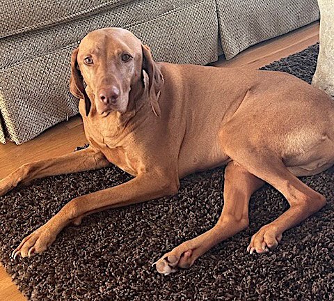 HARRISON - Vizsla available for adoption