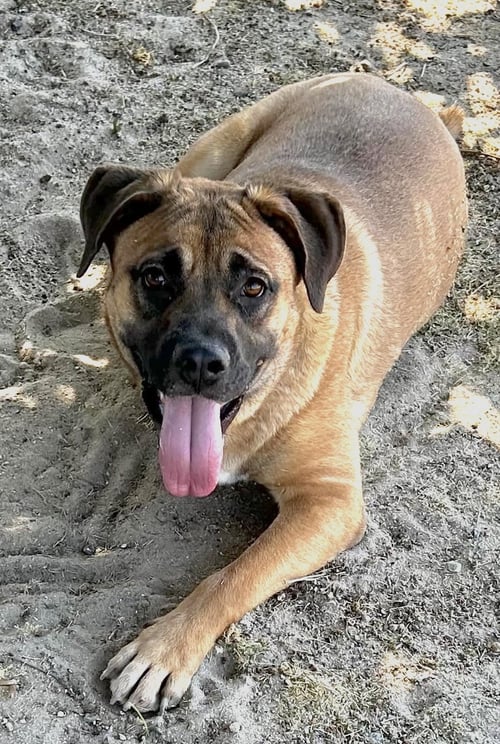 GOOSE - Mastiff / Shepherd available for adoption