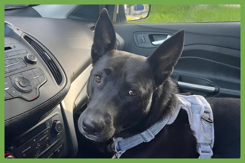 HANNAH - American Pit Bull Terrier / Shepherd available for adoption